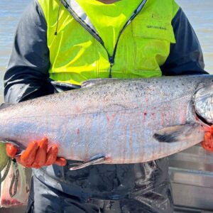Copper River King Salmon (Fresh) - Whole