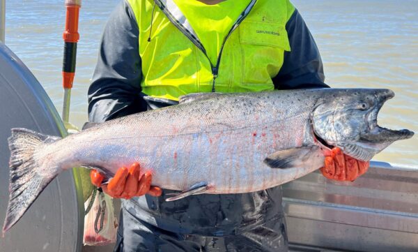 Copper River King Salmon (Fresh) - Whole